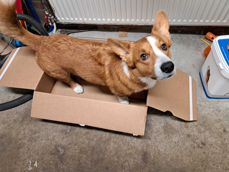 Daito, Daniel's corgi